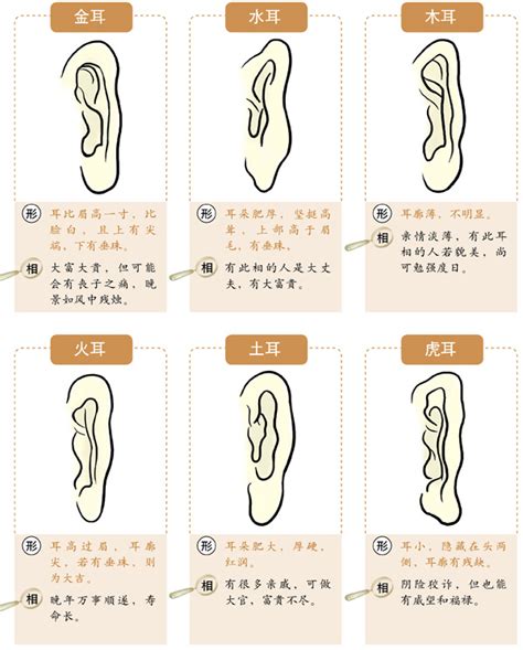 提耳面相|十六种耳朵面相图文分析三六风水网